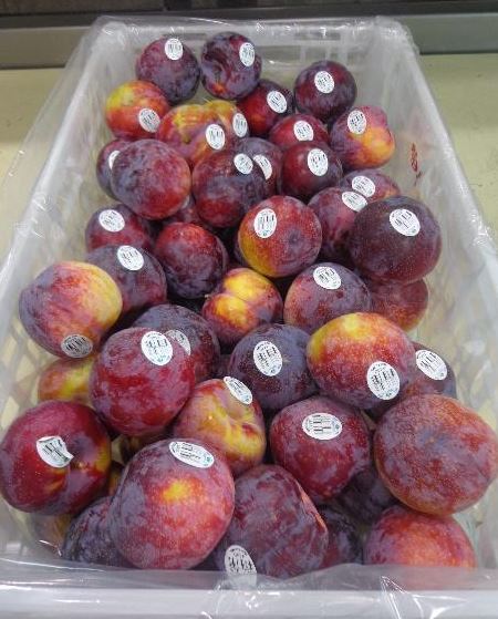 KICK OFF OF THE 2022 CHILE SEASON WITH THE FIRST PLUMS HITTING OVERSEAS !