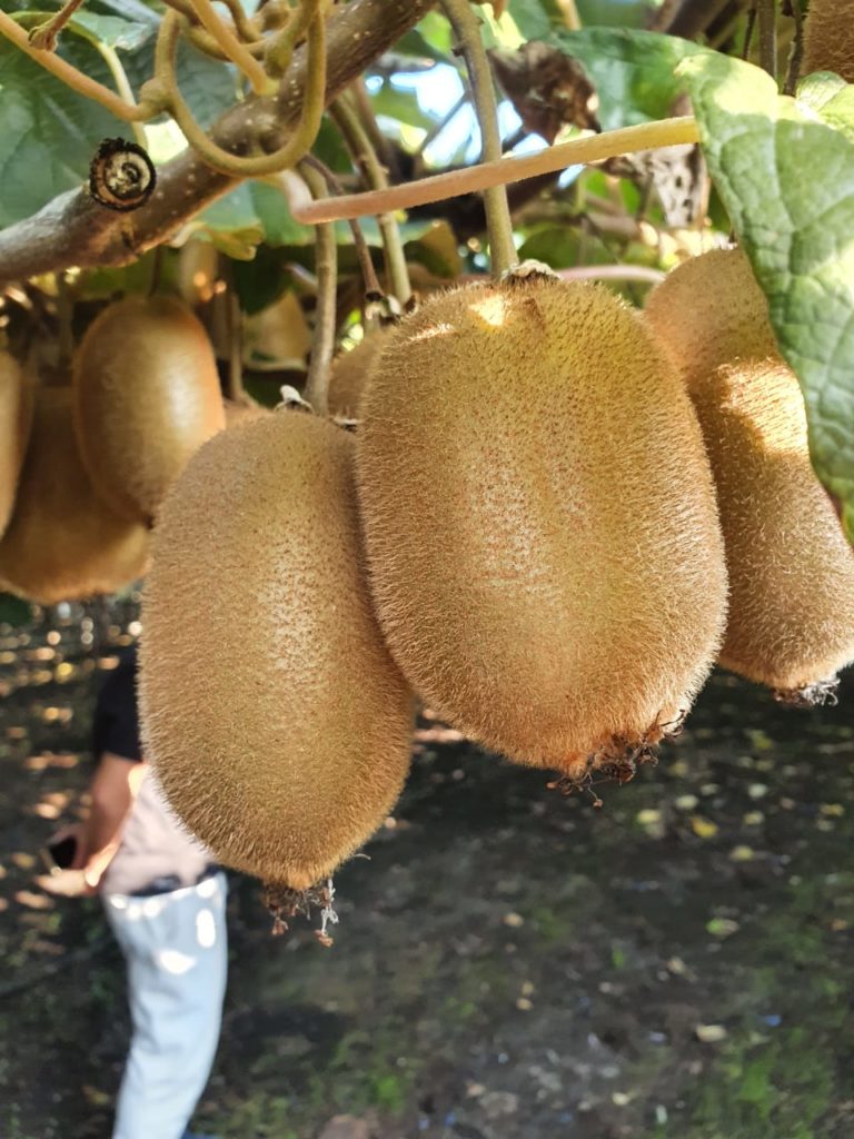 KIWI DU CHILI TOUJOURS DISPONIBLE