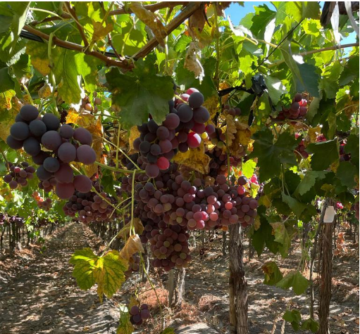 CHILE GRAPES WITH DISTRIMEX