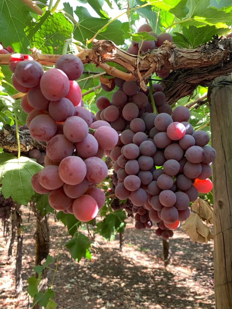 THE TABLE GRAPES SEASON WILL KICK OFF SOON IN THE SOUTHERN AREA OF EUROPE (ITALY/SPAIN/LEBANON), SEEDED OR SEEDLESS, RED, BLACK OR WHITE, WE HAVE SOMETHING FOR EVERY TASTE !