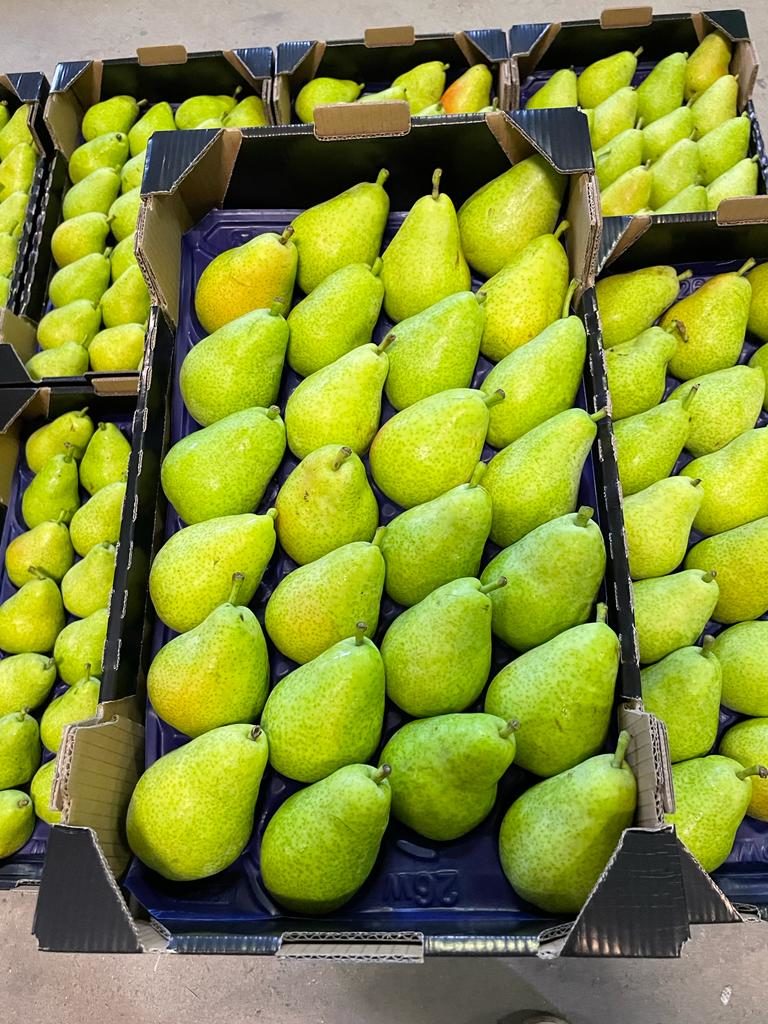 THE BEAUTIFUL GUYOT PEAR IS AVAILABLE DEPARTURE OUR WONDERFUL REGION OF PACA, FOLLOWED BY THE WILLIAMS PEAR VERY SOON
