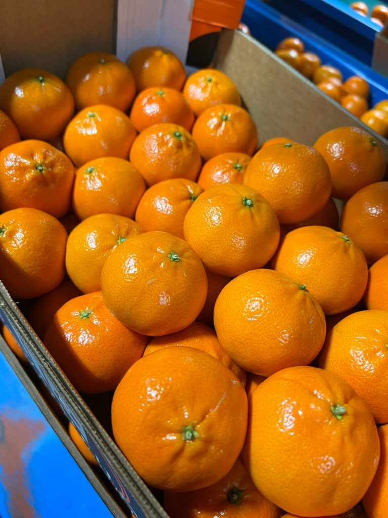 THE SOUTH AFRICAN CITRUS SEASON IS STILL GOING ON : MANDARINES, ORANGES AND LEMONS ARE AVAILABLE TO BE SHIPPED