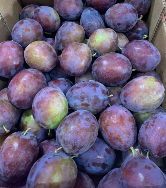 President plum : we vote for this one ! Top quality, tasted and service guaranted !